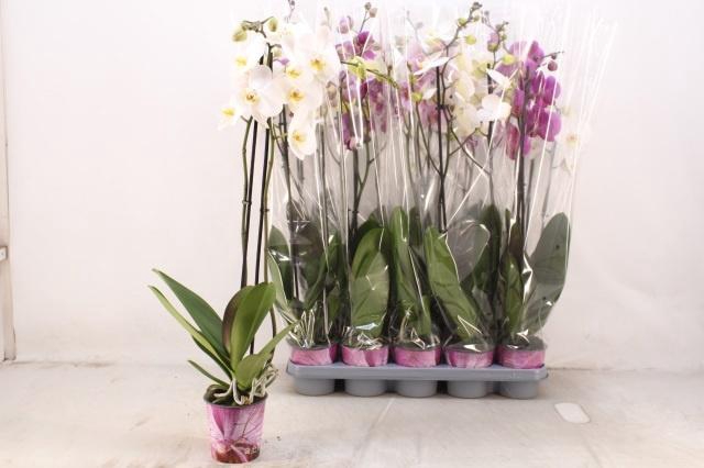 <h4>PHAL GEM 5 KL</h4>