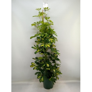 Schefflera arbor. 'Dalton'