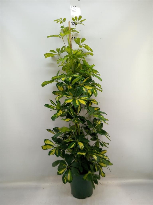 <h4>Schefflera arbor. 'Dalton'</h4>