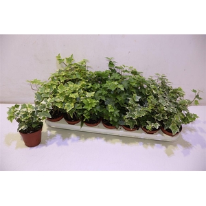 arr8 Hed He Gem 3 Srt