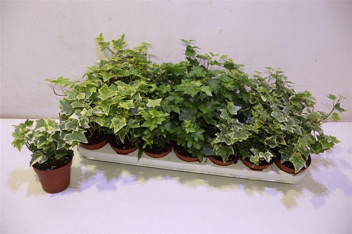 <h4>arr8 Hed He Gem 3 Srt</h4>