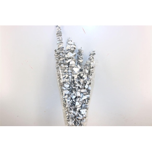 Pres Euca Baby Blue Silver Bunch