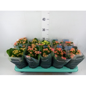 Kalanchoe blos. 'Serenity'   ...mix