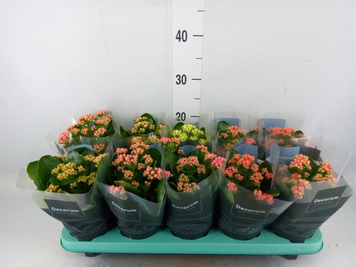 <h4>Kalanchoe blos. 'Serenity'   ...mix</h4>