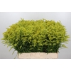 Solidago Tara Gold Buiten