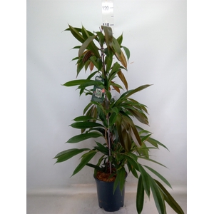 Ficus binn. 'Amstel King'