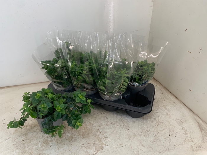 <h4>COLUMNEA ARGUTA</h4>