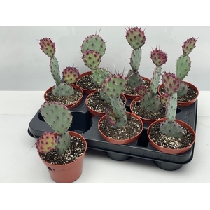 OPUNTIA