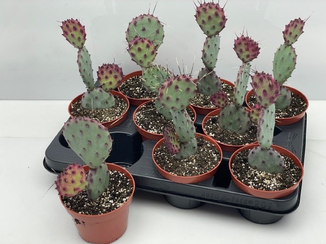 <h4>OPUNTIA</h4>