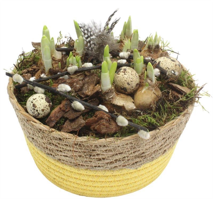 8425 GEVL MAND GEEL TETE