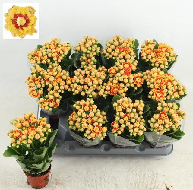 <h4>KALAN CALAN LUIJK LAUSANNE P6</h4>