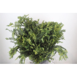 Taxus Groen