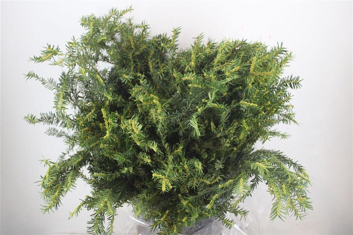 <h4>Taxus Groen</h4>