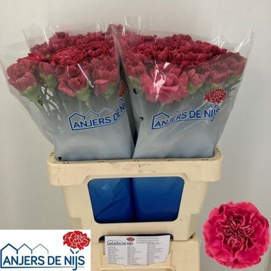 <h4>DI ST MISS DEEP</h4>