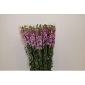 Antir Overig Lavender