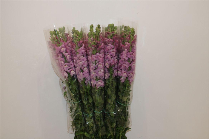 <h4>Antir Overig Lavender</h4>