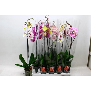 PHAL GEM