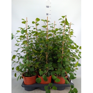 Ficus deltoidea