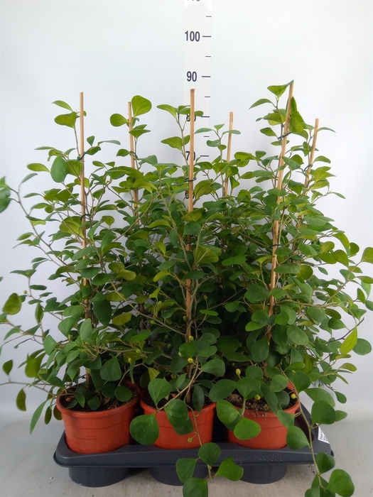 <h4>Ficus deltoidea</h4>