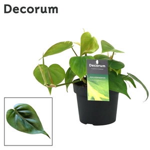 Philodendron scandens