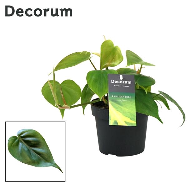 <h4>Philodendron scandens</h4>