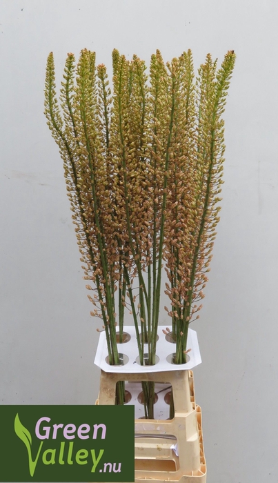 <h4>Eremurus Shelford Pink Star Green Valley</h4>