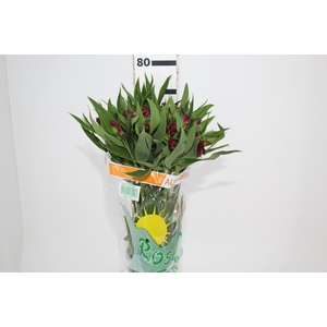 ALSTROEMERIA BAHIA 080 CM