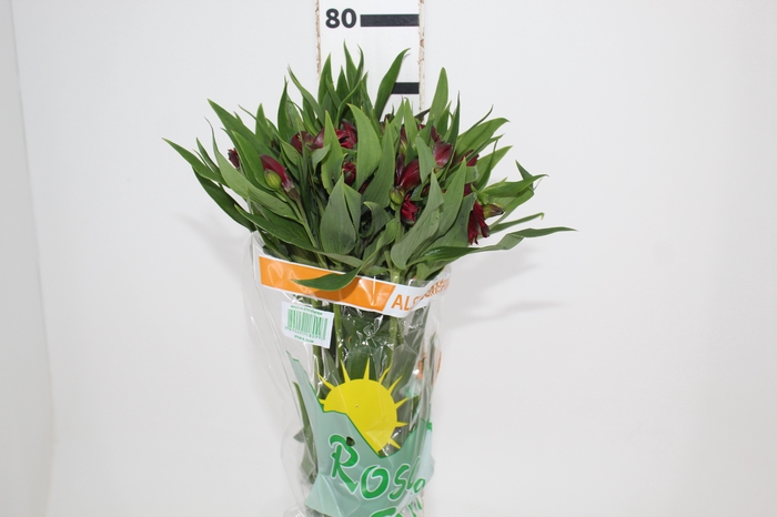 <h4>ALSTROEMERIA BAHIA 080 CM</h4>