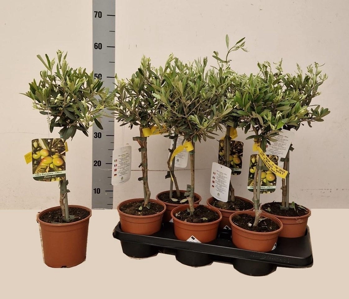 <h4>OLEA EUROPAEA</h4>