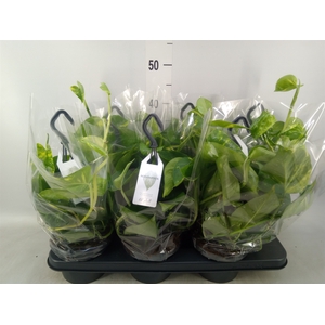 Epipremnum pinn.   HG