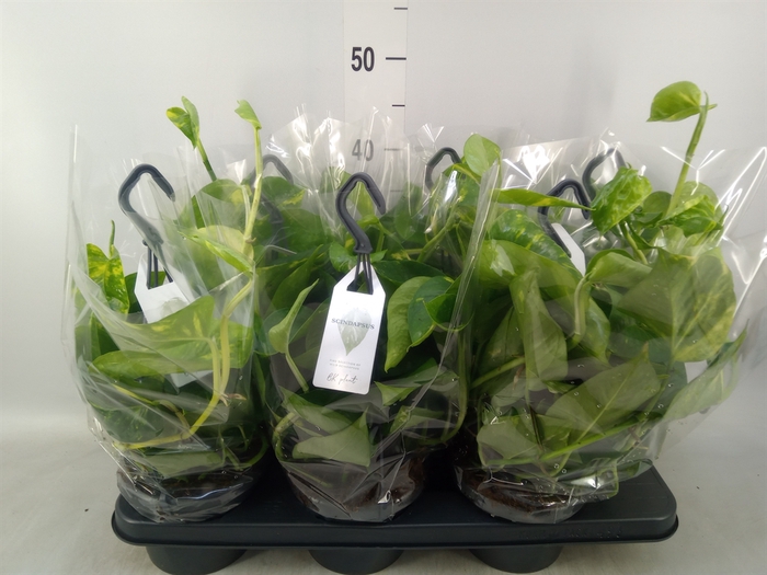 <h4>Epipremnum pinn.   HG</h4>