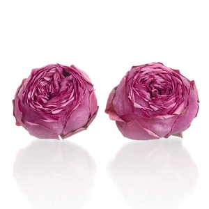 Garden Rose Pink Piano 3,5-4cm