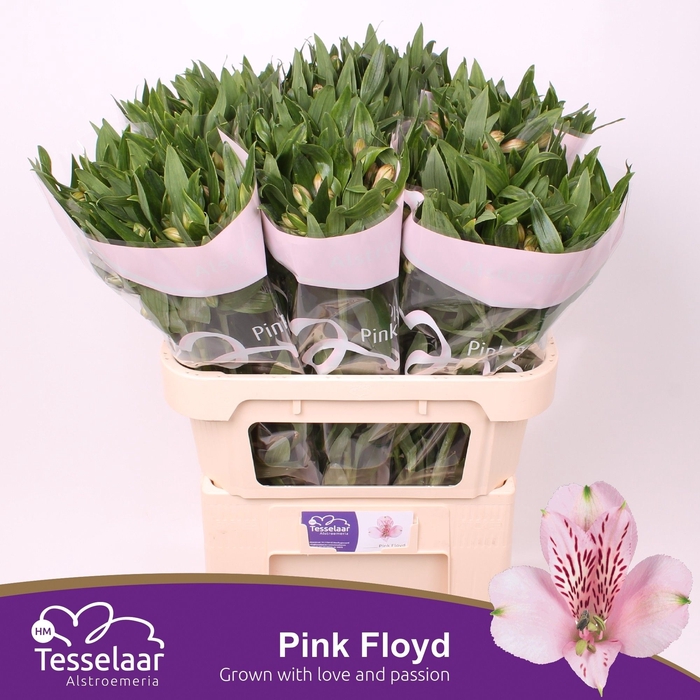 <h4>Alstroemeria pink floyd</h4>