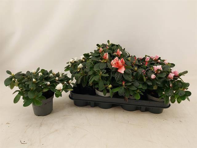 <h4>RHODO SI GEM</h4>