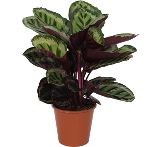 Calathea 19cm Angela