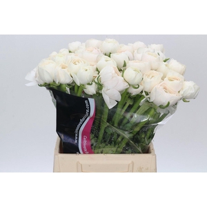 Ranunculus Clooney Hanoi