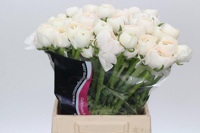 <h4>Ranunculus Clooney Hanoi</h4>