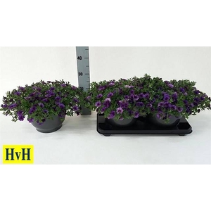 .Calibrachoa cabaret dark blue