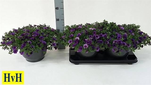 <h4>.Calibrachoa cabaret dark blue</h4>