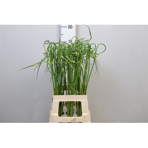 Allium Sat Ophioscor