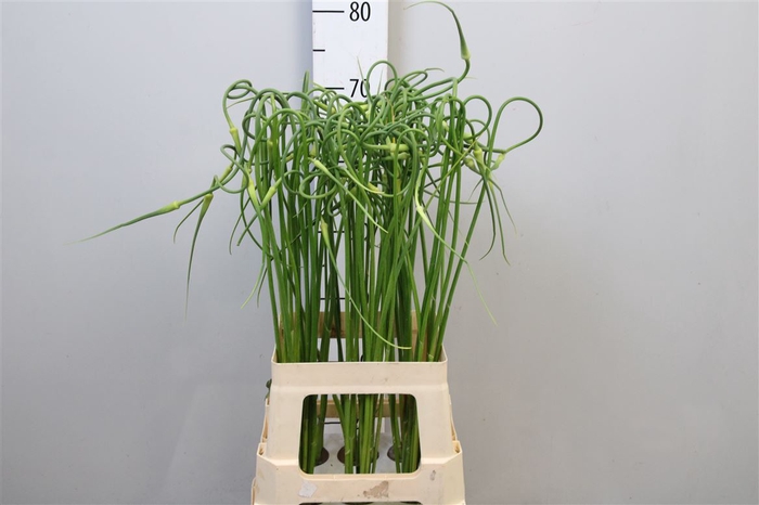 <h4>Allium Sat Ophioscor</h4>
