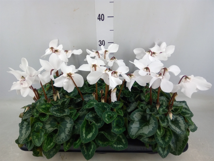 <h4>Cyclamen GR 'Fleur En Vogue'</h4>