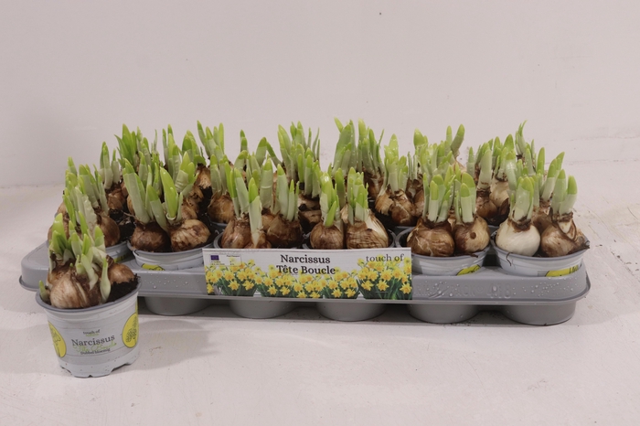 <h4>NARC D TETE BOUCLE</h4>