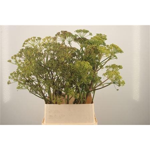 Foeniculum Vulgare Ferule