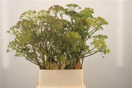 <h4>Foeniculum Vulgare Ferule</h4>