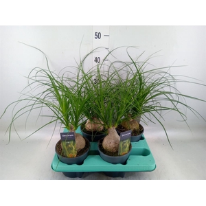 Beaucarnea recurvata