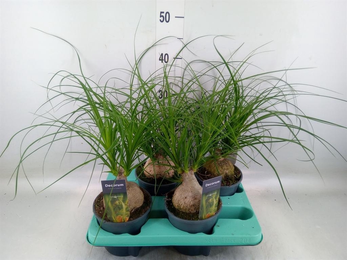 <h4>Beaucarnea recurvata</h4>