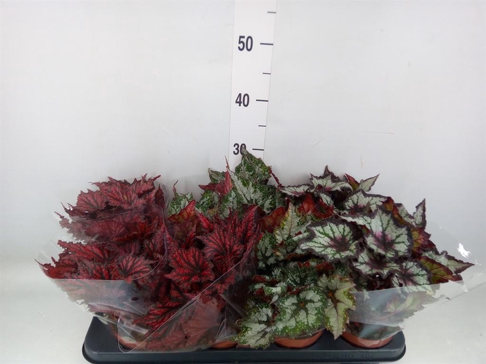 <h4>Begonia BD rex   ...mix</h4>