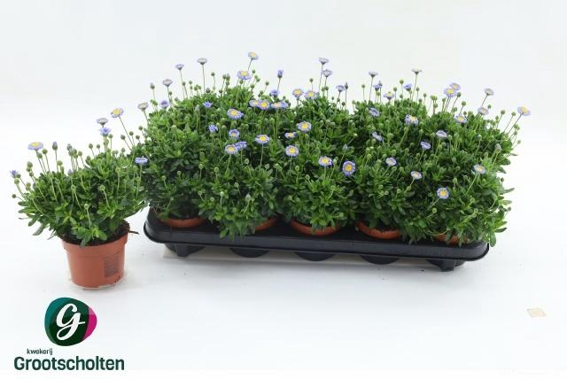 <h4>FELI AM FELICIT BLUE</h4>