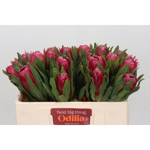 Protea Brenda